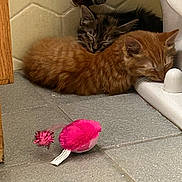 Sophie Loafie is registered to the contest to win money with this photo: cat, kitten, sleeping, toy_mouse, tile_floor, bathroom, toilet, faucet, cozy, nap, ginger_cat, tabby, brown_cat, close_up, pet, indoor, whiskers, ears, plush_toy, flooring