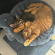 Nemo is registered to the contest to win money with this photo: animal, cat, cat_bed, cozy, cute, cute_animals, domestic_animal, elephant_shaped_bed, feline, fur, indoor, kitten, orange_cat, paw, pets, resting, sleeping, stretching, tabby, tile_floor