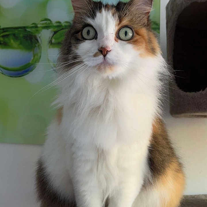 Pepite participe au concours pour gagner de l'argent avec cette photo : abyssinian, advertisement, angora, animal, cat, computer, computerhardware, electronics, hardware, indoors, kitten, manx, monitor, pc, pet, poster, screen, snout, text, tv