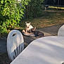 Iron a rejoint le concours — aidez-le/la à gagner de superbes lots ! animal, blue_sky, bush, dog, dog_bed, dog_cuddle, french_bulldog, garden, grass, greenery, house_wall, nature, outdoor, pet, plastic_chair, relaxing, shadows, summer, sunlight, white_table