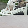 dog, white_dog, brindle_dog, lounge_chair, red_blanket, garden, grass, outdoor, pets, animal, nature, furniture, relaxing, cute, companionship, canine, love, summer, yard, daytime