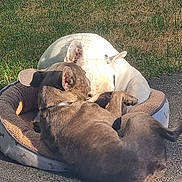 Iron a rejoint le concours — aidez-le/la à gagner de superbes lots ! animal, companionship, dark_dog, daytime, dog, ears, fur, grass, greenery, nature, outdoor, pavement, pet_bed, playful, relaxing, resting, shadow, snout, sunlight, white_dog