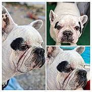 Iron participe au concours pour gagner de l'argent avec cette photo : dog, french_bulldog, white_dog, black_patch, close_up, pet, animal, portrait, outdoor, cute, face, ears, snout, fur, expression, collage, three_pictures, background_blur, green_background, blue_background
