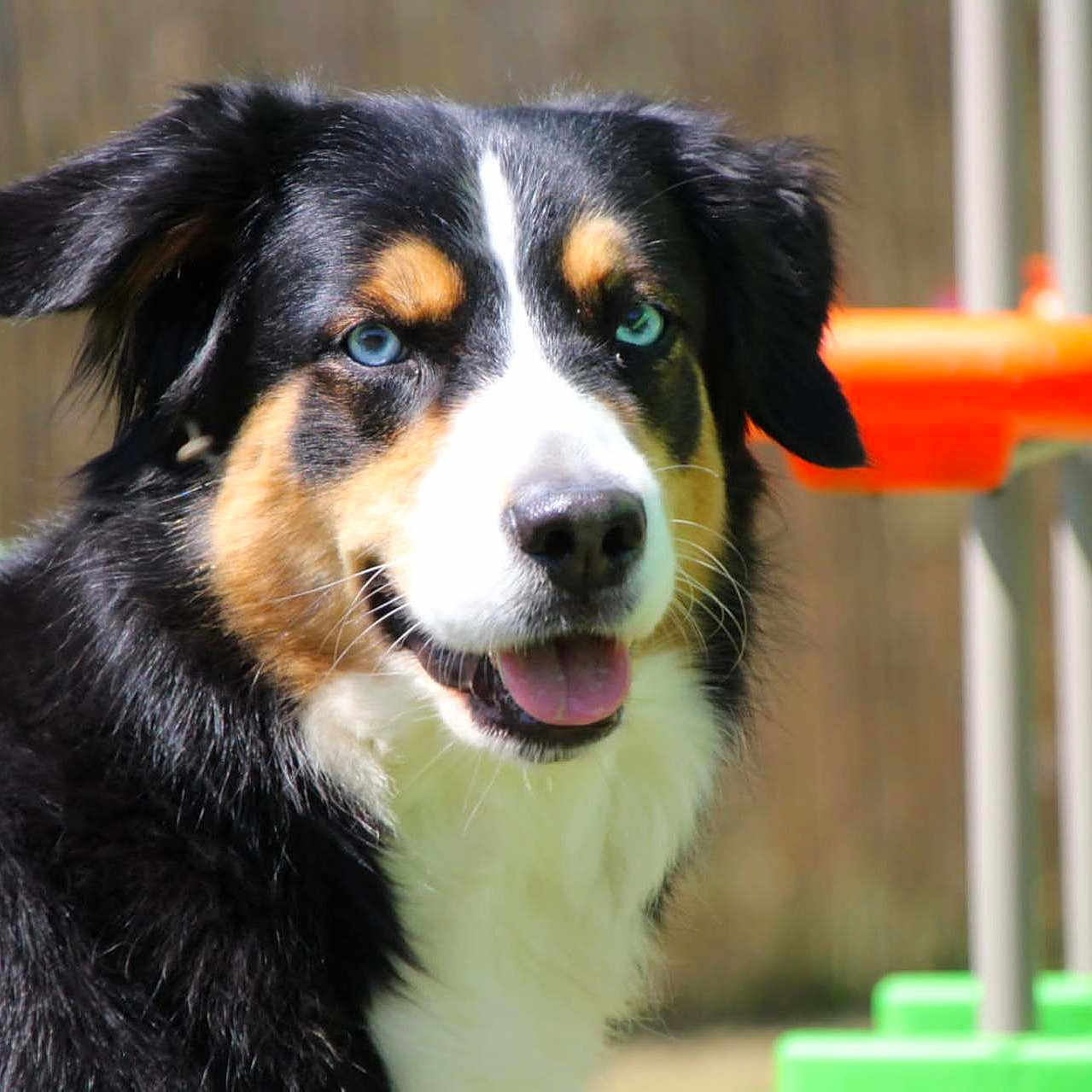 Perle participe au concours pour gagner de l'argent avec cette photo : animal, appenzeller, ball, canine, cockerspaniel, collie, dog, grass, hound, husky, pet, plant, playarea, puppy, saintbernard, snout, sport, tennis, tennisball, toy
