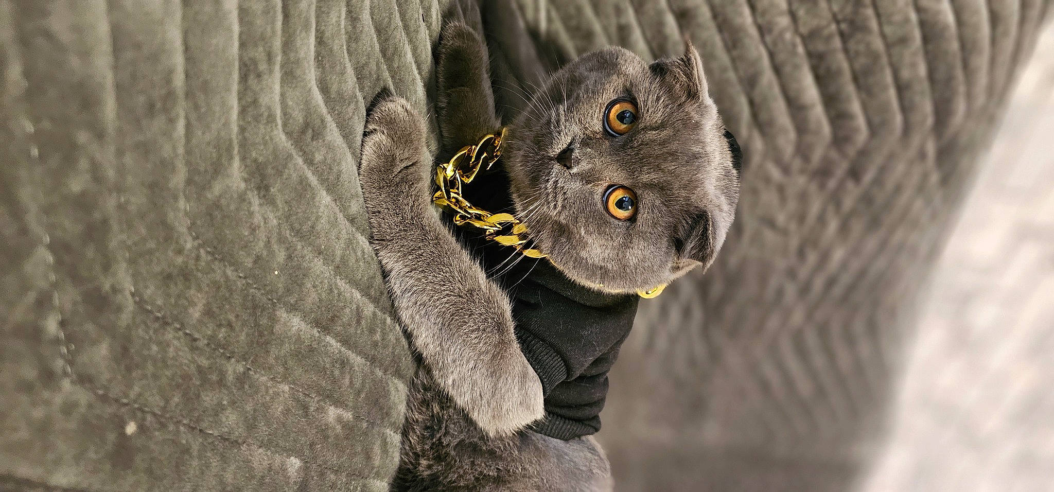 Tommy a rejoint le concours — aidez-le/la à gagner de superbes lots ! black_cat, carnivore, cat, claw, denim, domestic_short_haired_cat, felidae, fur, grey, paw, russian_blue, small_to_medium_sized_cats, snout, tail, terrestrial_animal, whiskers, wildlife