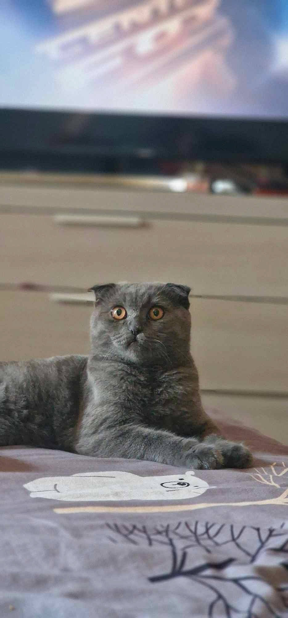 Tommy a rejoint le concours — aidez-le/la à gagner de superbes lots ! black_cat, carnivore, cat, domestic_short_haired_cat, felidae, fur, grey, russian_blue, sitting, small_to_medium_sized_cats, snout, tail, terrestrial_animal, whiskers, wildlife, window