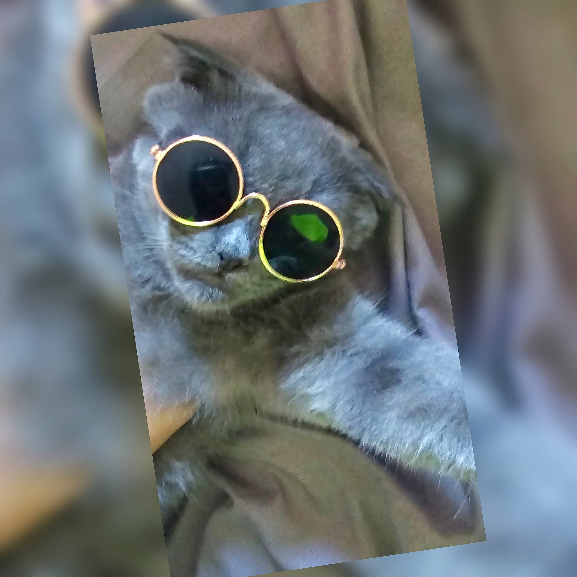 Tommy a rejoint le concours — aidez-le/la à gagner de superbes lots ! bat, beak, close_up, eyewear, fashion_accessory, fawn, felidae, fur, glasses, insect, macro_photography, owl, personal_protective_equipment, small_to_medium_sized_cats, snout, sunglasses, terrestrial_animal, twig, whiskers, wildlife