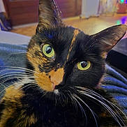 Shiva participe au concours pour gagner de l'argent avec cette photo : cat, tortoiseshell, close_up, green_eyes, whiskers, indoor, cozy, pet, feline, curious, soft_lighting, blurred_background, animal, domestic_cat, face, portrait, cute, house, relaxed, colorful