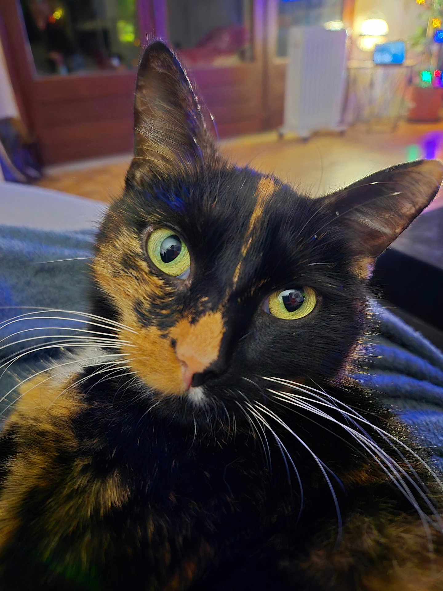 Shiva participe au concours pour gagner de l'argent avec cette photo : cat, tortoiseshell, close_up, green_eyes, whiskers, indoor, cozy, pet, feline, curious, soft_lighting, blurred_background, animal, domestic_cat, face, portrait, cute, house, relaxed, colorful