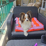 Ulys participe au concours pour gagner de l'argent avec cette photo : small_dog, cushion, wicker_chair, balcony, outdoor, plant, hanging_chair, window, table, cup, plate, toast, pet, cozy, furniture, relaxation, home, daylight, snack, ear_fluff