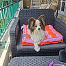 small_dog, cushion, wicker_chair, balcony, outdoor, plant, hanging_chair, window, table, cup, plate, toast, pet, cozy, furniture, relaxation, home, daylight, snack, ear_fluff