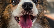 Ulys participe au concours pour gagner de l'argent avec cette photo : animal, black, brown, canine, close_up, cute, dog, expression, fluffy, friendly, fur, happy, nose, outdoor, pet, portrait, smiling, tongue_out, whiskers, white