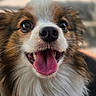 dog, close_up, tongue_out, happy, fluffy, pet, animal, brown, white, black, fur, cute, portrait, canine, smiling, friendly, outdoor, nose, whiskers, expression