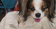Ulys participe au concours pour gagner de l'argent avec cette photo : dog, papillon, pet, animal, bed, fluffy, happy, ears, smiling, indoor, cozy, furniture, bookshelf, flowers, chair, home, cute, portrait, resting, comfortable
