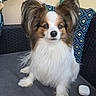 dog, papillon, pet, animal, fluffy, ears, outdoor, chair, cushion, pattern, greenery, calm, curious, fur, sitting, canine, portrait, companion, domestic, cute