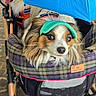 dog, pet_stroller, umbrella, plaid, green_visor, curious, happy, tongue_out, fur, leash, outdoor, closeup, face, animal, canine, resting, comfort, accessory, transport, cuteness