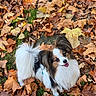dog, papillon, autumn, leaves, outdoor, cute, happy, pet, fluffy, nature, fall, smiling, ears, tail, grass, animal, small_dog, fur, looking_up, playful