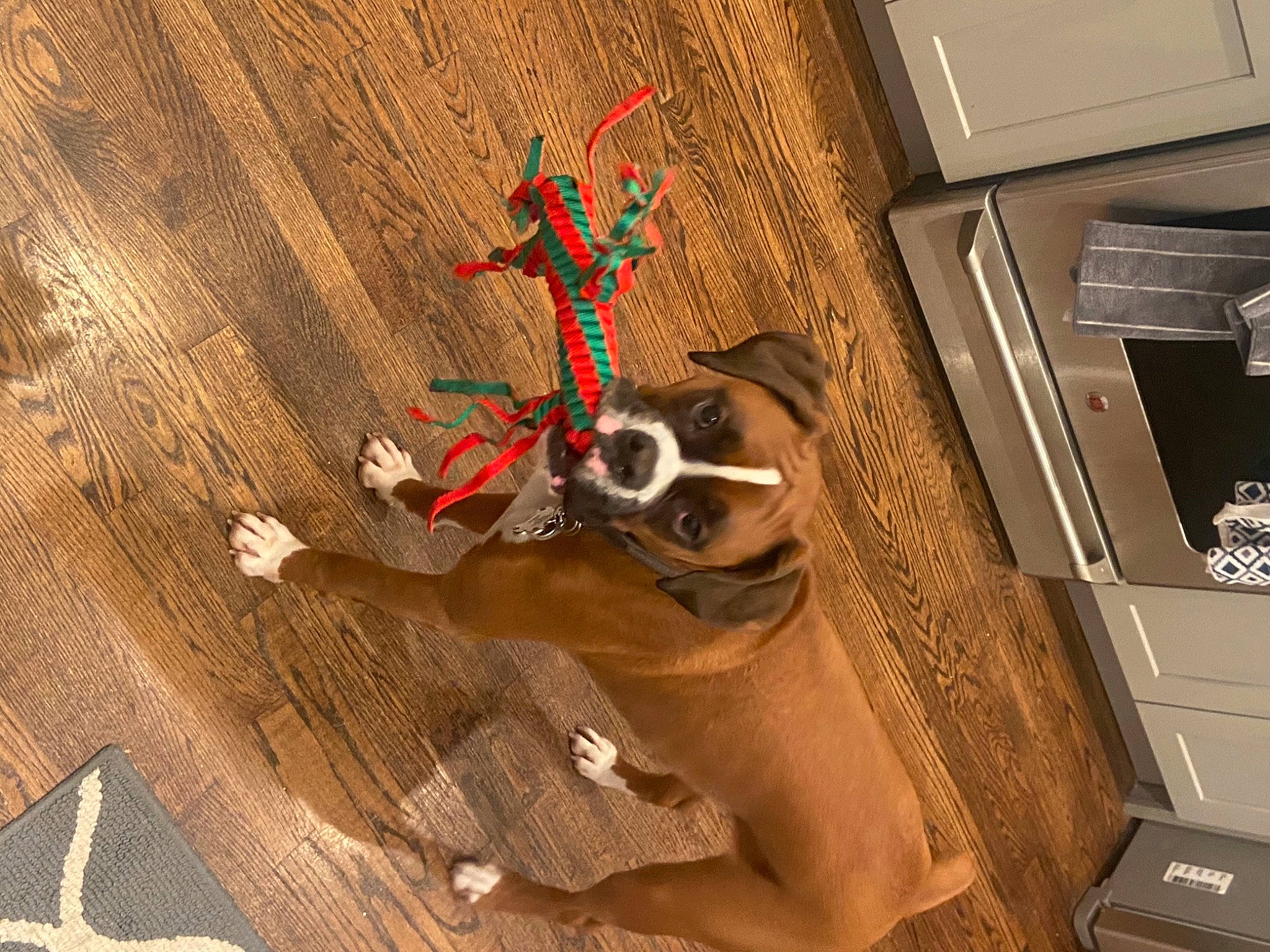 Grady is registered to the contest to win money with this photo: art, cabinetry, carmine, ceiling, drawer, fawn, fictional_character, flooring, font, hardwood, laminate_flooring, pattern, plywood, room, sunglasses, symbol, visual_arts, wood, wood_flooring, wood_stain