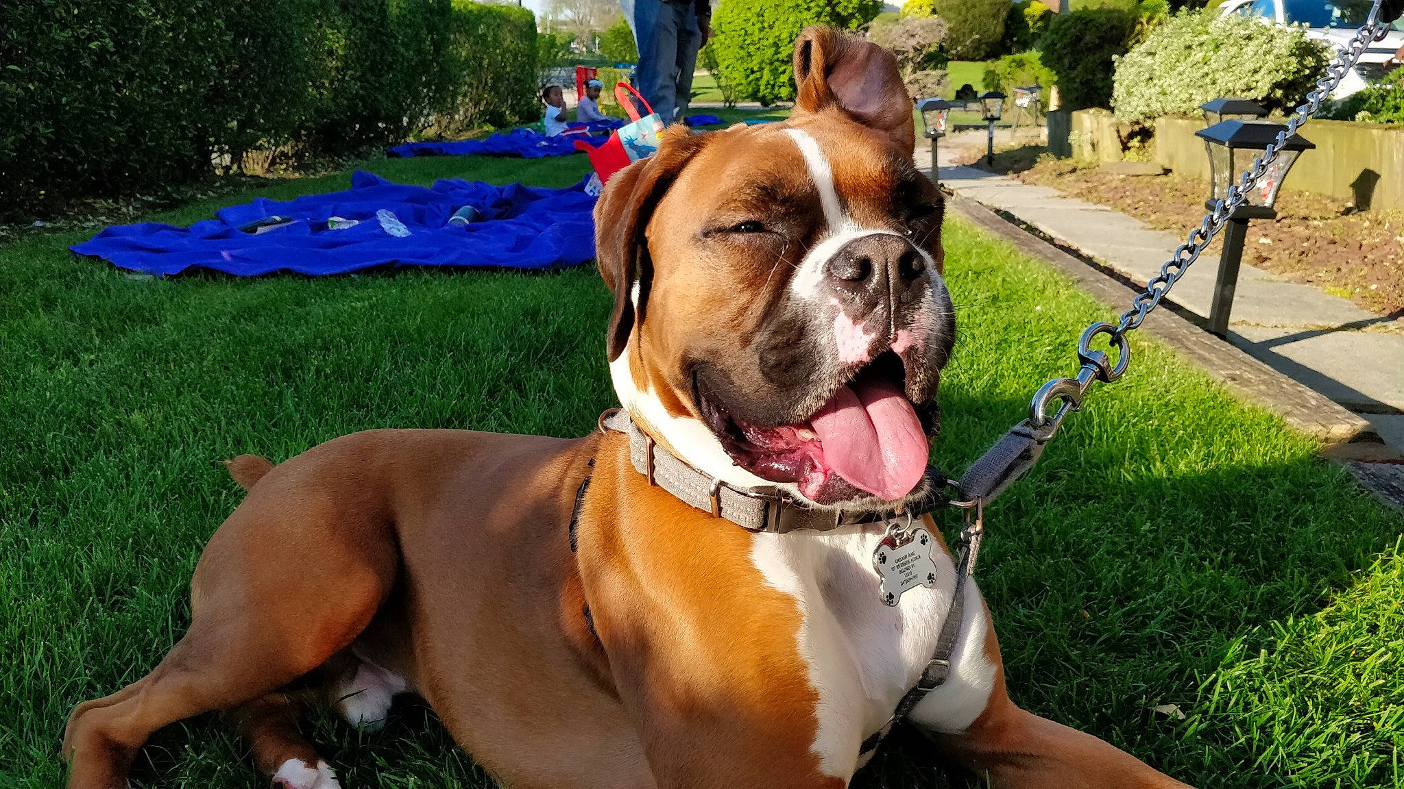 Grady joined the competition — help win amazing prizes! bulldog, canidae, carnivore, collar, companion_dog, dog, dog_breed, dog_collar, dog_supply, fashion_accessory, fawn, grass, leash, liver, pet_supply, plant, snout, sporting_group, tree, working_animal