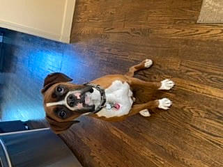 Grady is registered to the contest to win money with this photo: canidae, carnivore, comfort, companion_dog, dog, dog_breed, fawn, flooring, hardwood, paw, pet_supply, snout, sporting_group, tail, varnish, wood, wood_flooring, wood_stain, working_animal, working_dog