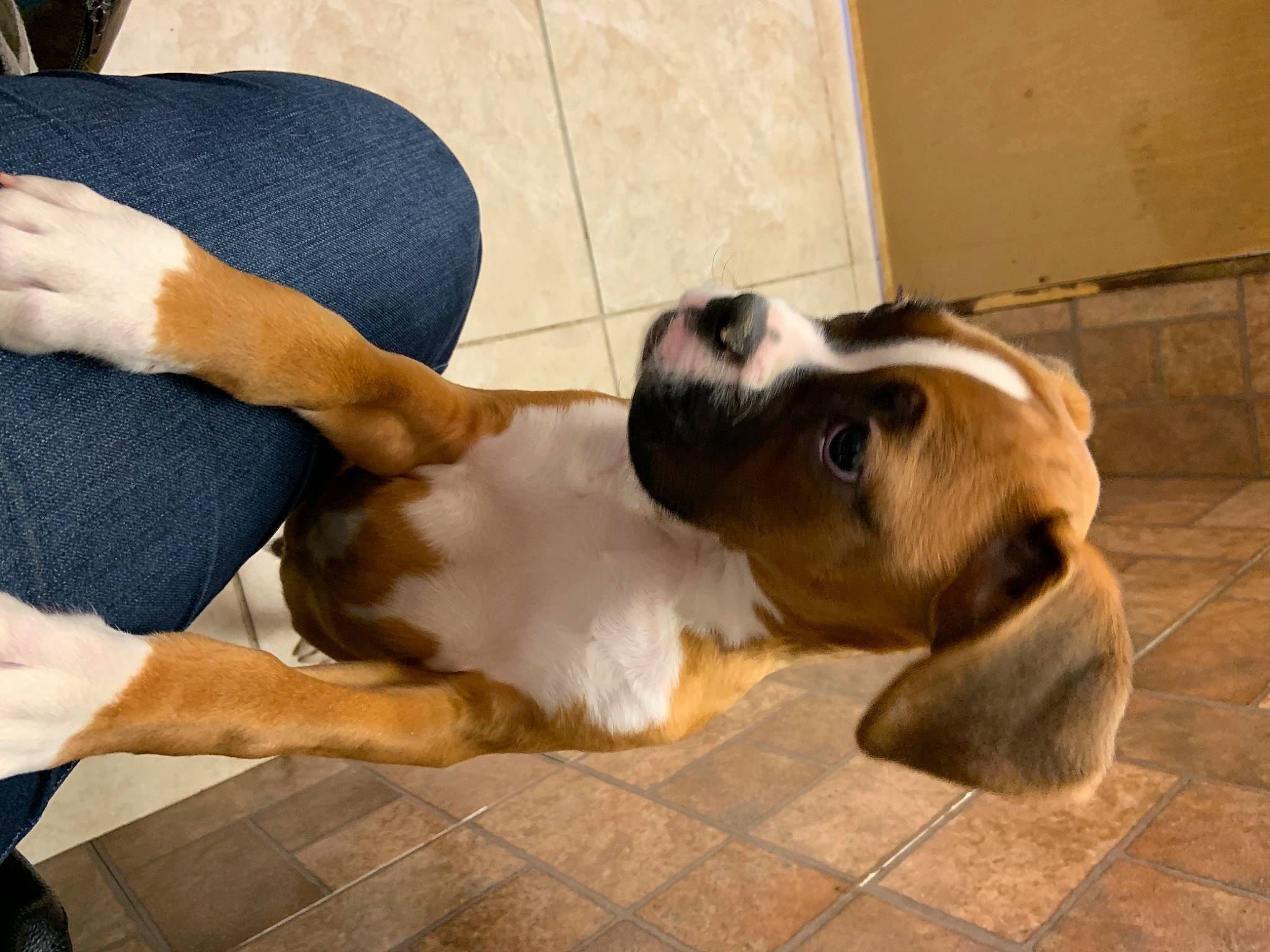 Grady joined the competition — help win amazing prizes! canidae, carnivore, companion_dog, dog, dog_breed, elbow, fawn, flooring, fur, giant_dog_breed, human_leg, moscow_watchdog, paw, puppy_love, sporting_group, st_bernard, tail, thigh, working_animal, working_dog