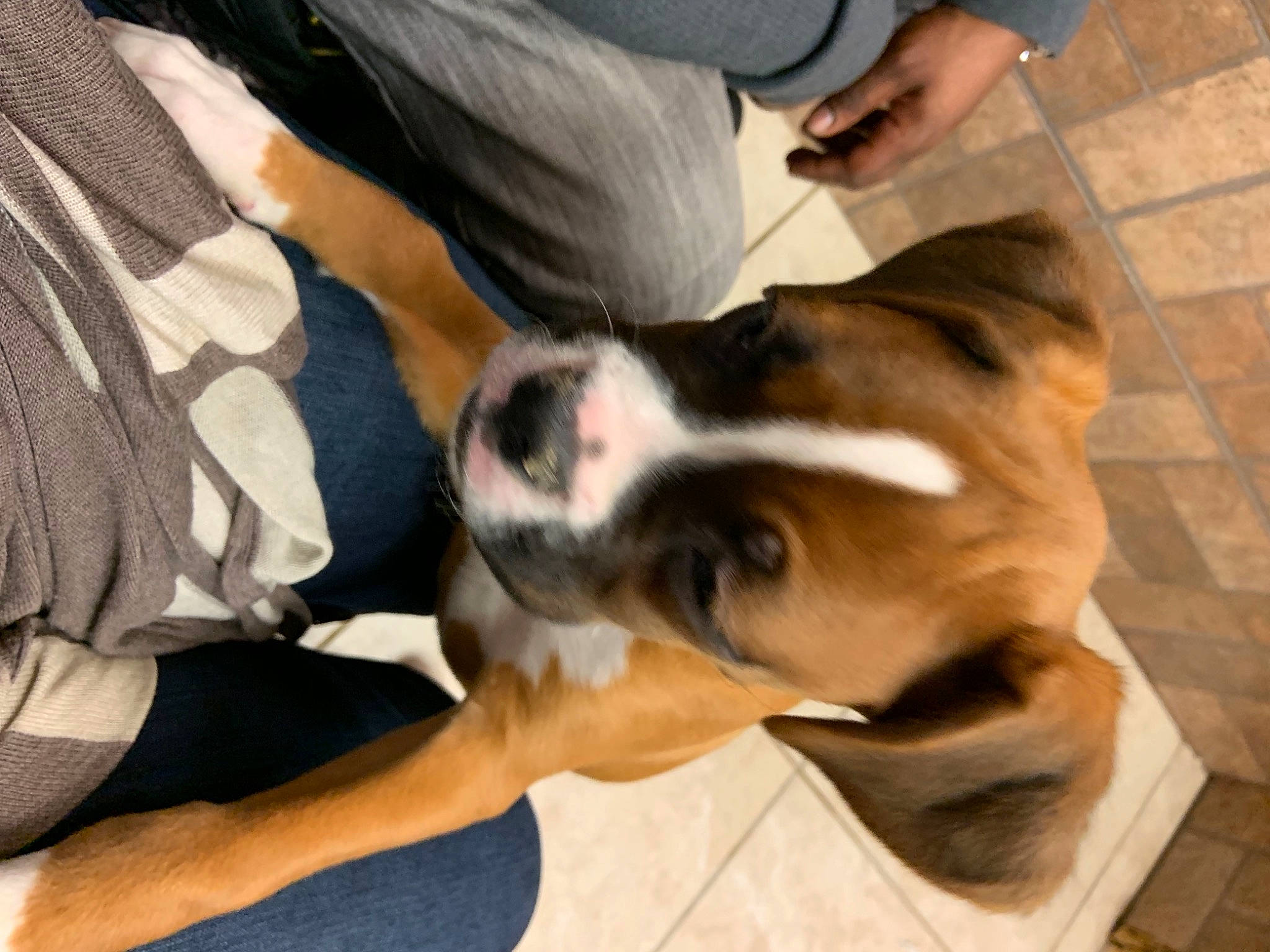 Grady joined the competition — help win amazing prizes! canidae, carnivore, comfort, companion_dog, dog, dog_breed, fawn, felidae, flooring, foot, fur, human_leg, paw, puppy_love, snout, sporting_group, tail, toy_dog, wood, working_animal