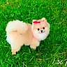 dog, small_dog, fluffy, grass, outdoor, pet, bow, cute, animal, nature, greenery, fur, adorable, companion, canine, playful, standing, looking, blurred, pixelated
