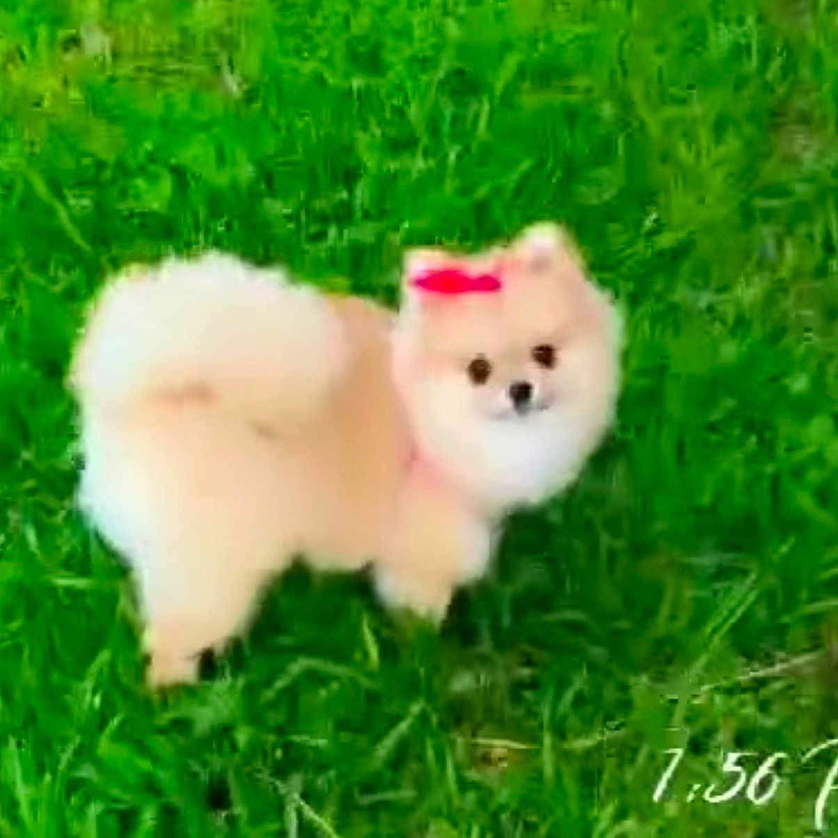 Pelitos is registered to the contest to win money with this photo: dog, small_dog, fluffy, grass, outdoor, pet, bow, cute, animal, nature, greenery, fur, adorable, companion, canine, playful, standing, looking, blurred, pixelated