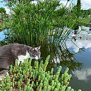 Ulys participe au concours pour gagner de l'argent avec cette photo : animal, aquatic_plants, cat, clouds, flamingo_statue, garden, gray_cat, greenery, landscape, nature, outdoors, pond, reeds, reflection, succulents, sunny, village, water, water_lilies, white_paws