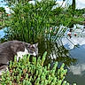 animal, aquatic_plants, cat, clouds, flamingo_statue, garden, gray_cat, greenery, landscape, nature, outdoors, pond, reeds, reflection, succulents, sunny, village, water, water_lilies, white_paws