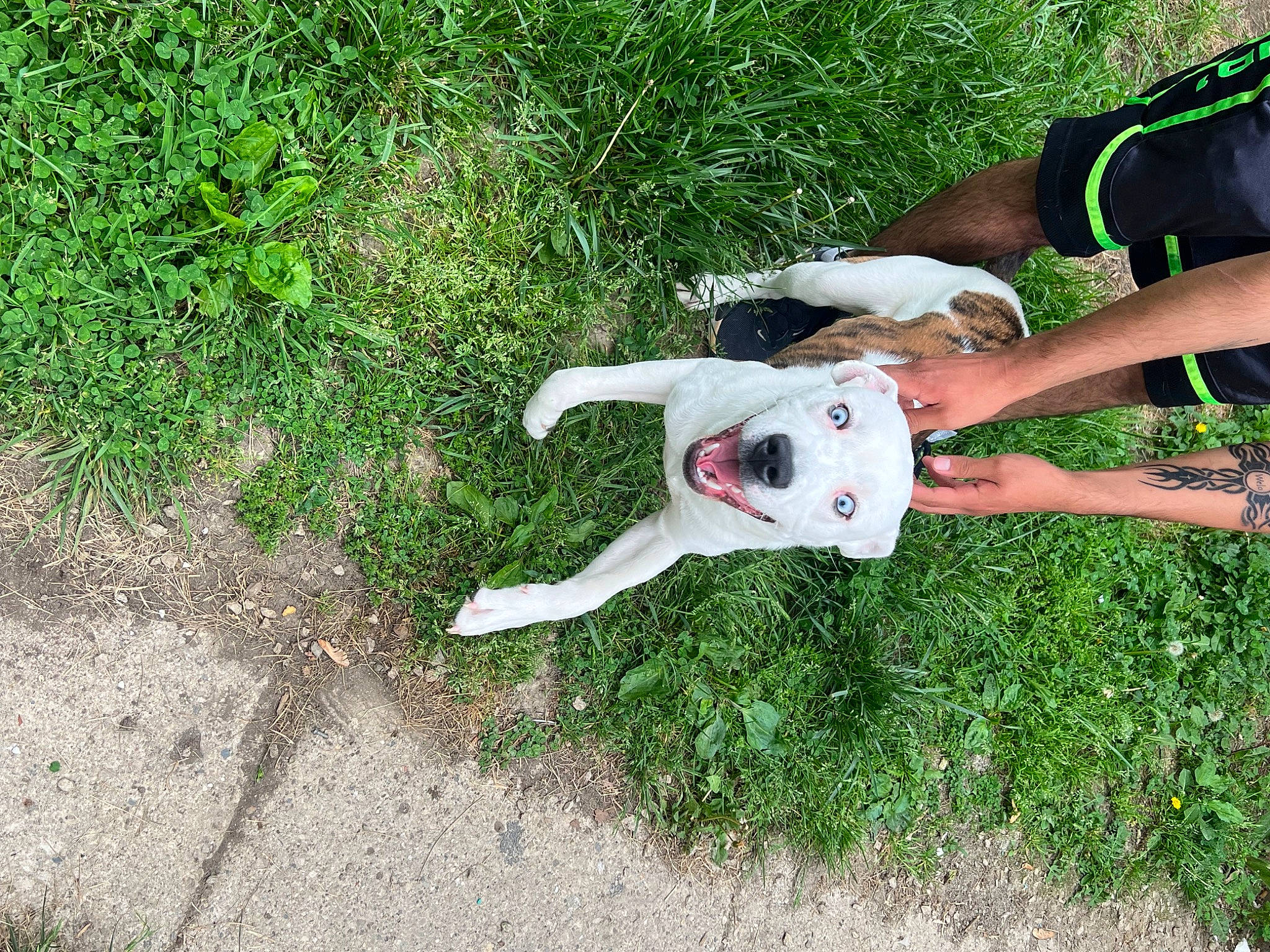 Apollo joined the competition — help win amazing prizes! barefoot, companion_dog, foot, fun, grass, grassland, happy, human_leg, knee, leisure, people_in_nature, plant, recreation, shorts, soil, sporting_group, tail, thigh, water, yard