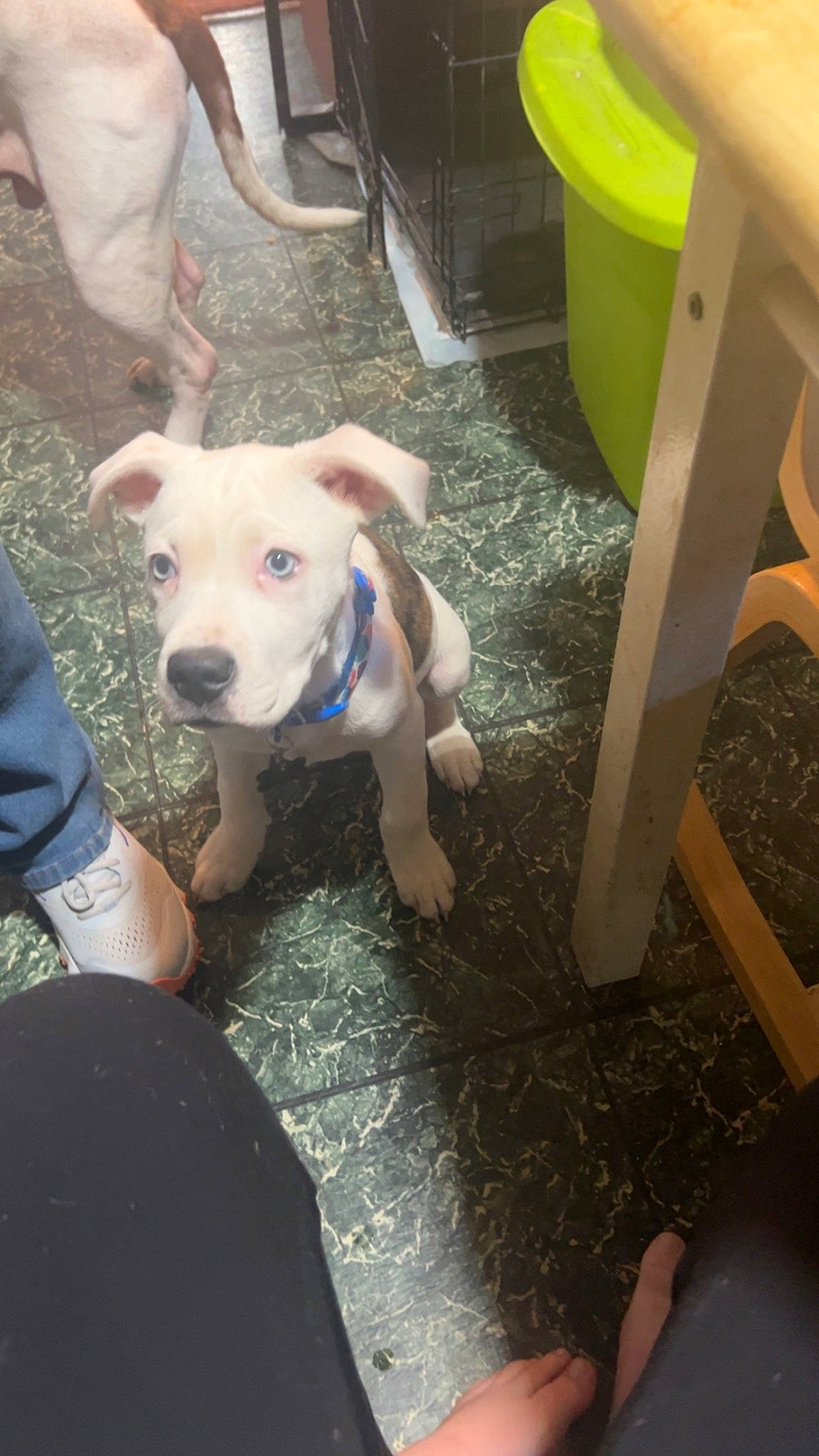 Apollo is registered to the contest to win money with this photo: adventure, canidae, carnivore, chair, collar, companion_dog, dog, dog_breed, fawn, flooring, hardwood, non_sporting_group, pet_supply, snout, sporting_group, tail, wood, working_animal