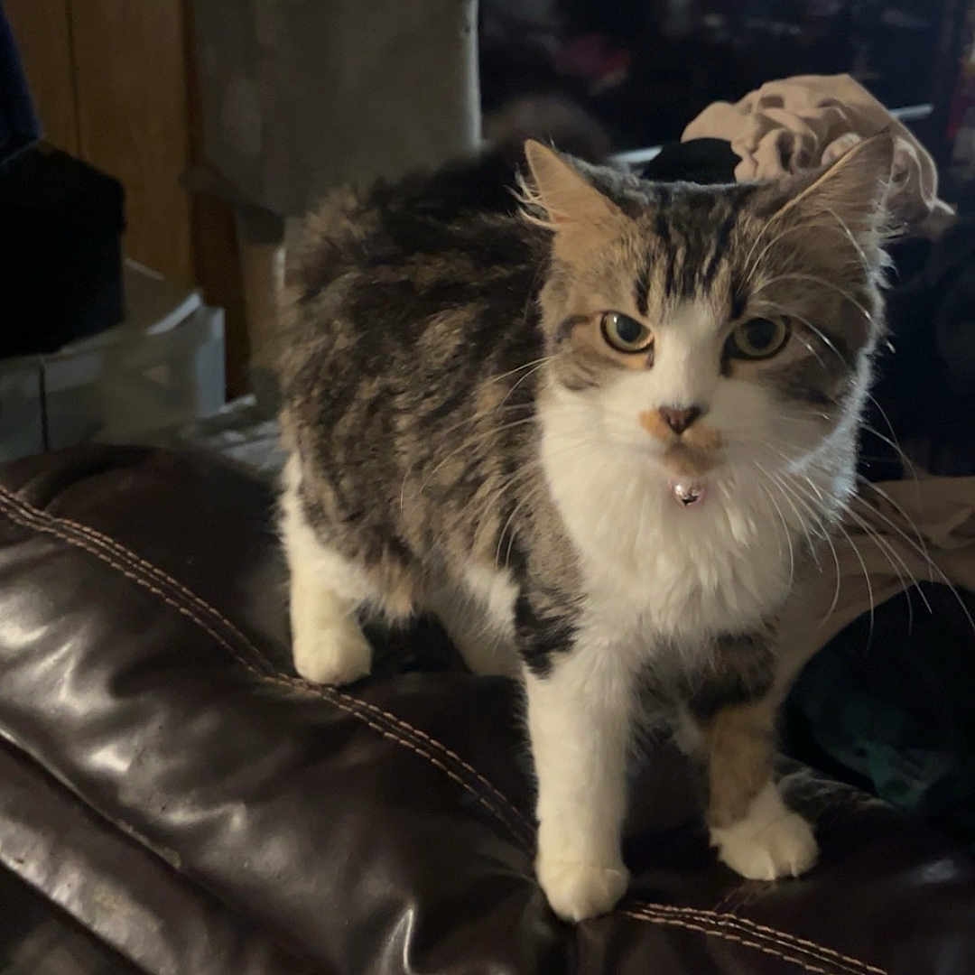 Babygirl joined the competition — help win amazing prizes! animal, architecture, armchair, building, cat, chair, computerhardware, couch, electronics, furniture, hardware, indoors, kitten, livingroom, manx, monitor, pet, room, screen, tv