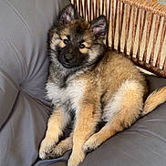 Azura a rejoint le concours — aidez-le/la à gagner de superbes lots ! puppy, dog, pet, fluffy, cushion, gray, indoor, furniture, wicker, relaxing, cute, animal, young, cozy, soft, portrait, sitting, ears, fur, companion