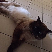 Koala participe au concours pour gagner de l'argent avec cette photo : cat, siamese_cat, animal, pet, feline, indoor, floor, tile_floor, door, relaxed, lying_down, fur, whiskers, ears, blue_eyes, domestic_animal, cute, mammal, resting, house