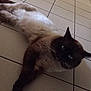 cat, siamese_cat, animal, pet, feline, indoor, floor, tile_floor, door, relaxed, lying_down, fur, whiskers, ears, blue_eyes, domestic_animal, cute, mammal, resting, house