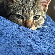 Miss Cat is registered to the contest to win money with this photo: abyssinian, animal, blanket, cat, egyptiancat, kitten, manx, pet, quilt, towel