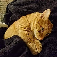 Tyrion joined the competition — help win amazing prizes! animal, blanket, cat, closeup, cozy, cute, domestic_animal, feline, fleece, fur, indoor, orange_tabby, paw, pet, relaxed, resting, sleepy, soft, warm, whiskers