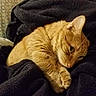 animal, blanket, cat, closeup, cozy, cute, domestic_animal, feline, fleece, fur, indoor, orange_tabby, paw, pet, relaxed, resting, sleepy, soft, warm, whiskers