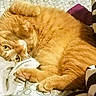 animal, bed, bedding, blanket, cat, comfort, cozy, curious, cute, domestic_cat, feline, fur, indoors, orange_tabby, paw, pet, relaxation, resting, sleepy, whiskers