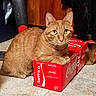 animal, brown_cat, cardboard_box, cat, coca_cola_box, container, curious, domestic_cat, eyes, feline, floor, floor_tile, household, indoor, looking, orange_tabby, paws, pet, sitting, whiskers