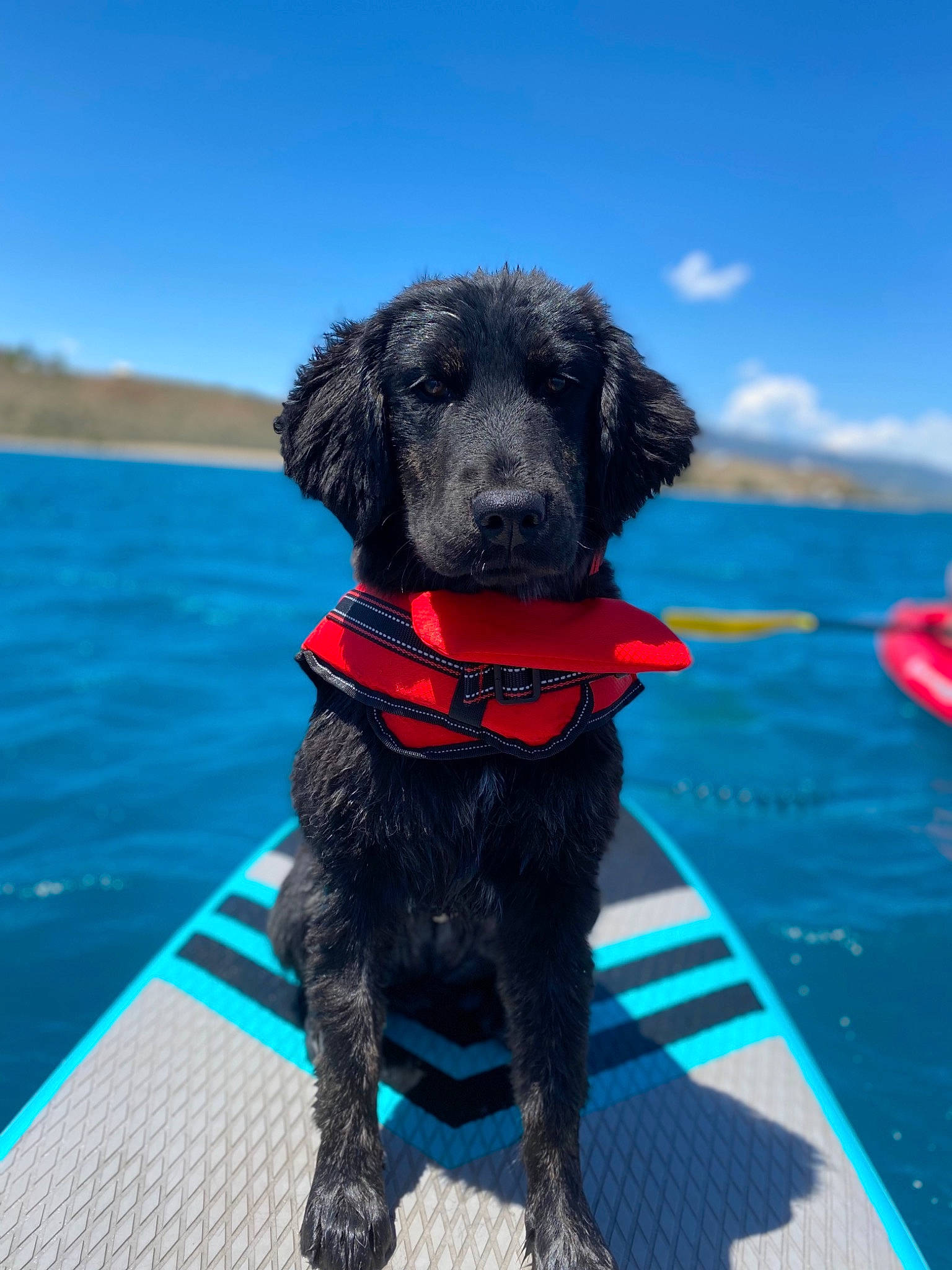 Zion joined the competition — help win amazing prizes! blue, borador, canidae, carnivore, cloud, collar, companion_dog, dog, dog_breed, dog_collar, dog_supply, gun_dog, lake, leisure, pet_supply, sky, sporting_group, water, water_dog, working_dog