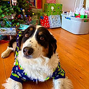 Addie is registered to the contest to win money with this photo: animal, christmas, christmas_tree, colorful, cozy, cute, decorations, dog, festive, fur, gift_bags, holiday, holiday_decor, holiday_spirit, indoors, pajamas, pet, presents, wooden_floor, wrapped_gifts