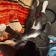 Onyx is registered to the contest to win money with this photo: animal, black_and_white_cat, blanket, cat, closeup, couch, cozy, domestic_animal, feline, fur, indoor, lying_down, patterned_blanket, paws, pet, relaxed, resting, sleepy, soft_texture, whiskers