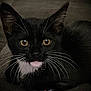 Onyx joined the competition — help win amazing prizes! animal, black_and_white, cat, close_up, curious, cute, domestic_animal, face, feline, fur, indoor, kitten, looking, pet, portrait, resting, tuxedo_cat, whiskers, yellow_eyes, young_cat