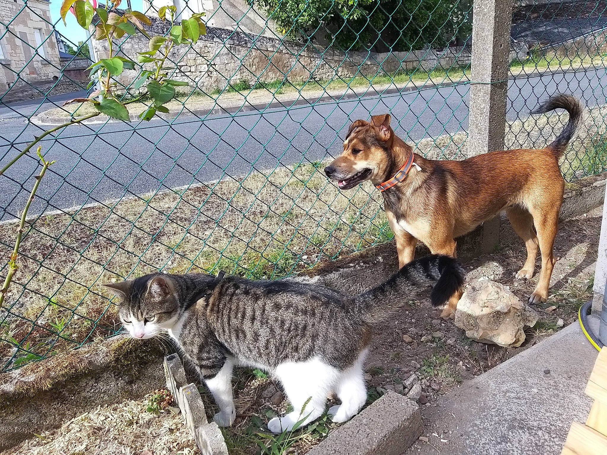 Ana participe au concours pour gagner de l'argent avec cette photo : animal_shelter, canidae, carnivore, cat, companion_dog, dog, dog_breed, felidae, kitten, mammal, plant, small_to_medium_sized_cats, sporting_group, street_dog, tail, vertebrate, whiskers, wildlife