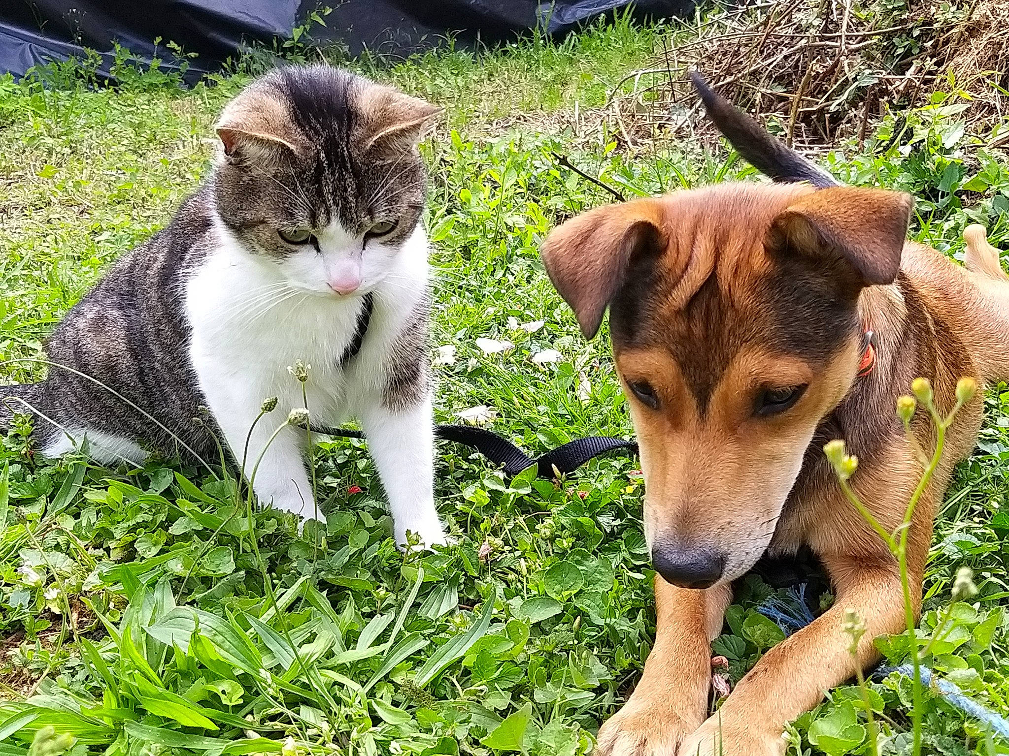 Ana a rejoint le concours — aidez-le/la à gagner de superbes lots ! canidae, carnivore, cat, companion_dog, dog, dog_breed, felidae, grass, kitten, mammal, plant, puppy, small_to_medium_sized_cats, snout, whiskers