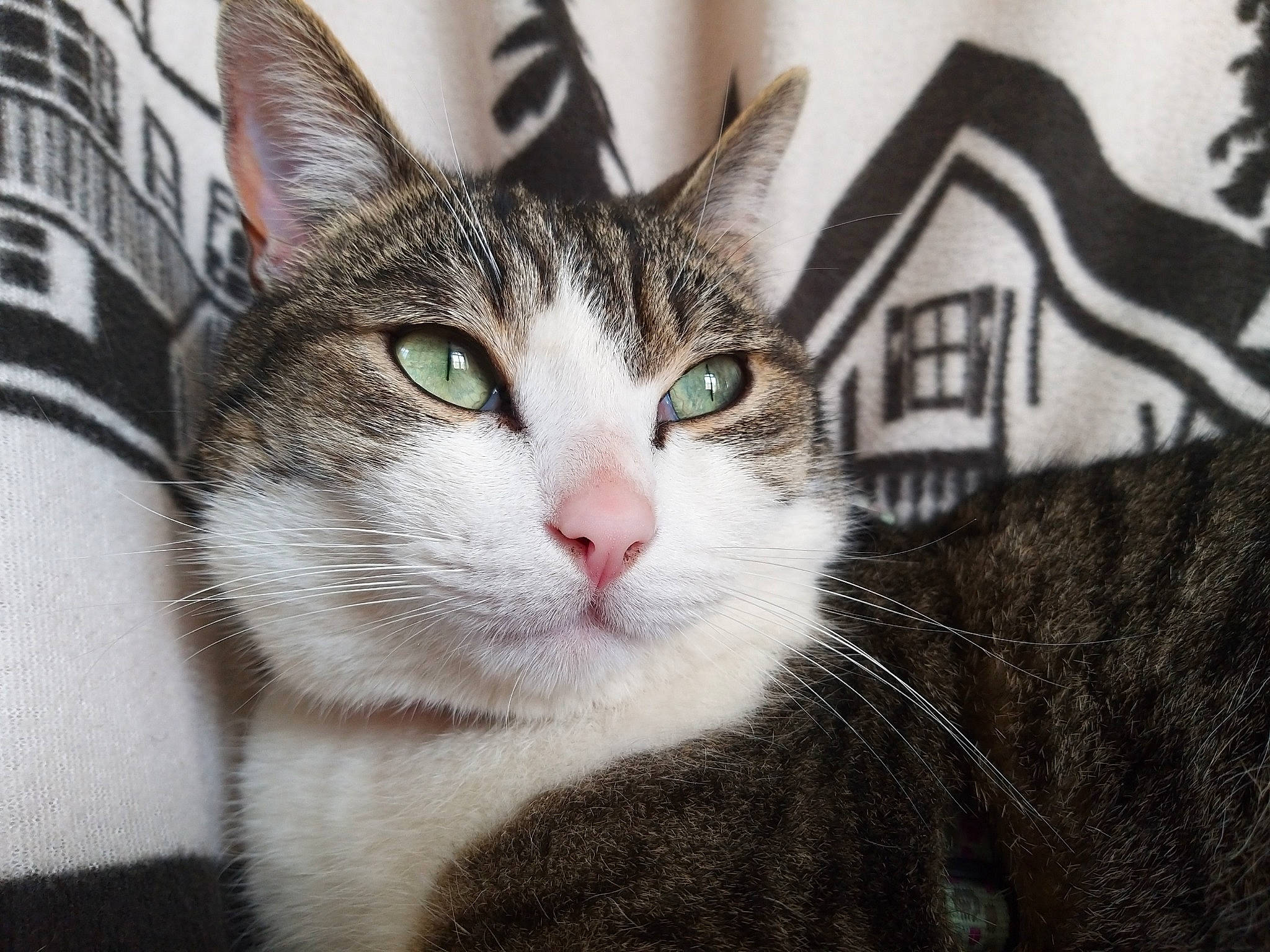 Mimi participe au concours pour gagner de l'argent avec cette photo : aegean_cat, american_shorthair, american_wirehair, asian, black_and_white, carnivore, cat, domestic_short_haired_cat, dragon_li, european_shorthair, eye, felidae, fur, kitten, mammal, nose, small_to_medium_sized_cats, snout, tabby_cat, whiskers