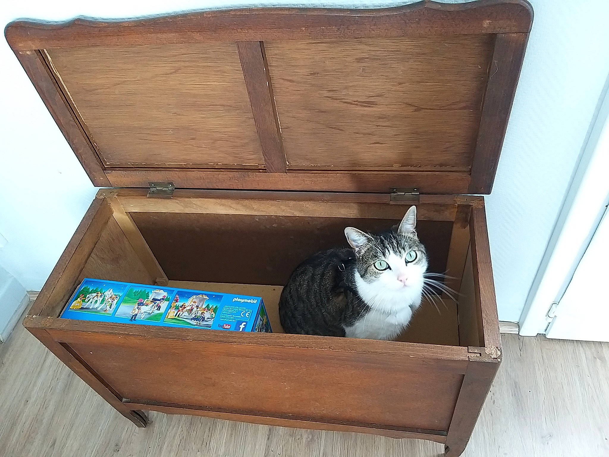 Mimi a rejoint le concours — aidez-le/la à gagner de superbes lots ! baggage, box, carnivore, cat, cat_bed, cat_furniture, crate, domestic_short_haired_cat, felidae, kitten, litter_box, packaging_and_labeling, small_to_medium_sized_cats, whiskers, wood
