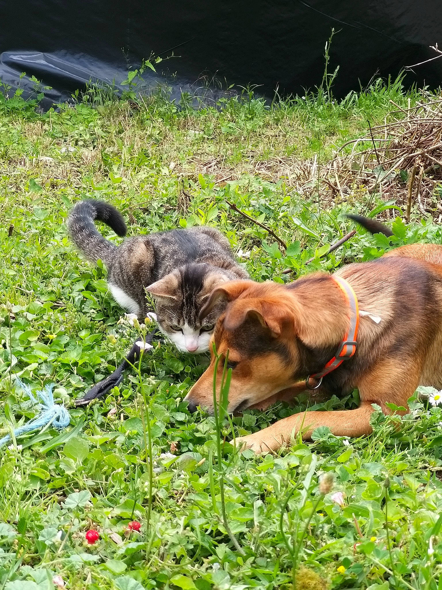 Mimi participe au concours pour gagner de l'argent avec cette photo : canidae, carnivore, dog, dog_breed, grass, hound, hunting_dog, plant, puppy